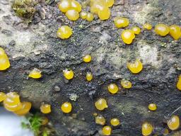 Dacrymyces capitatus