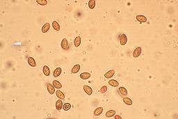 Gymnopilus penetrans