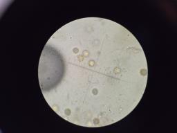 Octaviania asterosperma