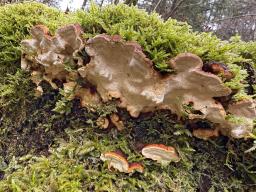Fomitopsis malicola