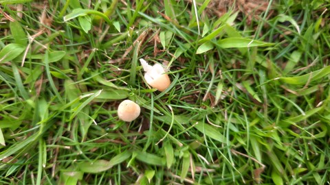 Conocybe apala
