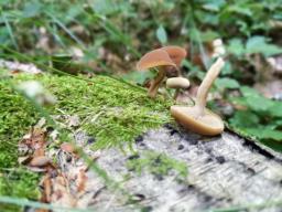 Simocybe sumptuosa