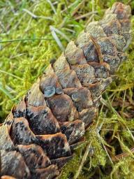 Rutstroemia bulgarioides