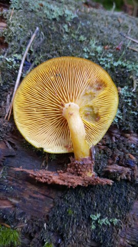 Tricholomopsis decora