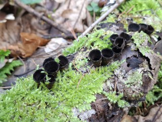 Cyathus striatus