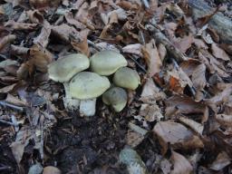 Tricholoma saponaceum var. squamosum