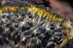 Camaropella lutea