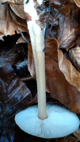 Rhodocollybia asema