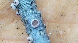 Velutarina rufo-olivacea