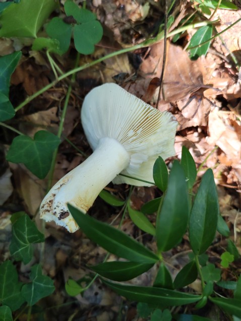 Russula atropurpurea