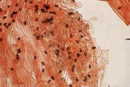 Psathyrella spadiceogrisea