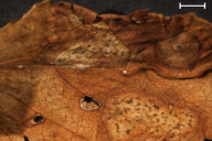 Ochropsora ariae