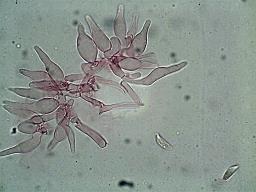 Hemimycena cucullata