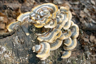 Trametes ochracea