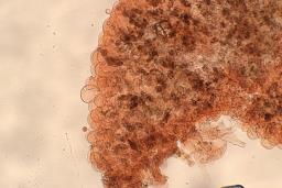 Conocybe dumetorum