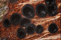 Massaria ulmi
