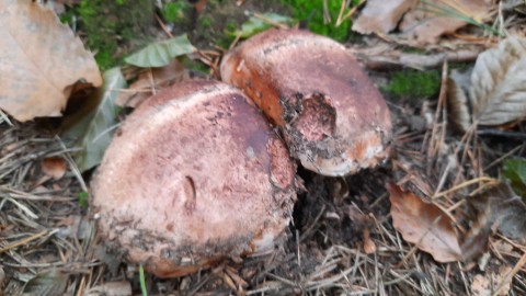 Tricholoma colossus