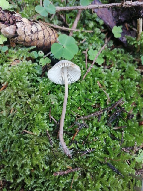 Mycena