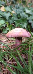 Calonarius suaveolens