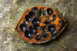 Sillia ferruginea