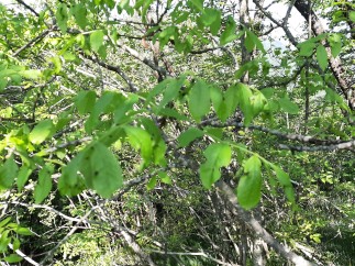 Fraxinicola orni