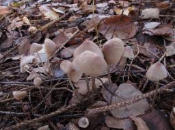 Linopodium filopes