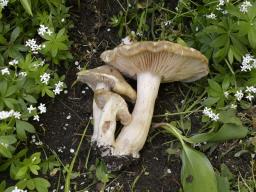 Entoloma clypeatum
