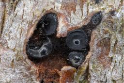 Enchnoa infernalis