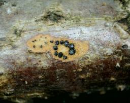 Juglanconis appendiculata