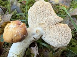 Hydnum rufescens