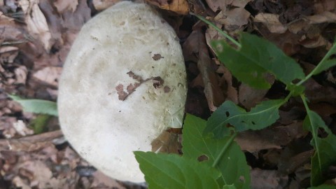 Caloboletus radicans