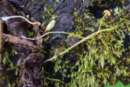 Pruinomycena acicula