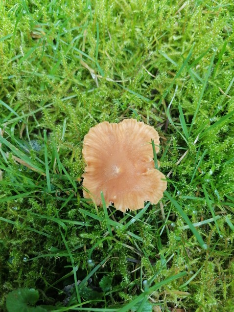 Laccaria laccata