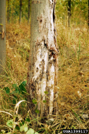 Cytospora chrysosperma