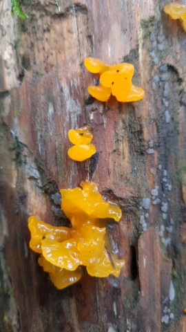 Dacrymyces chrysospermus