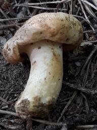 Lactifluus glaucescens