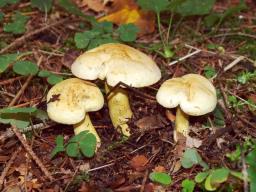 Tricholoma sulphureum
