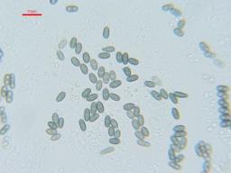 Camaropella lutea
