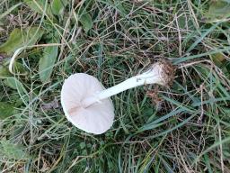 Lepiota erminea