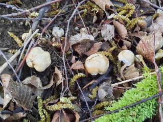 Calocybe gambosa