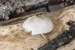 Mycena alni