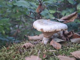 Neolentinus lepideus