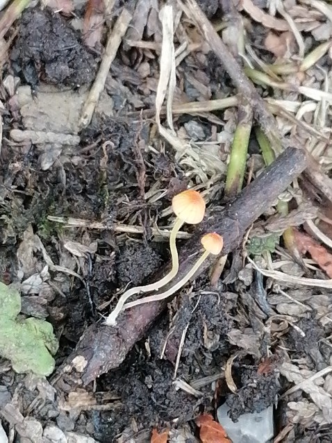 Pruinomycena acicula