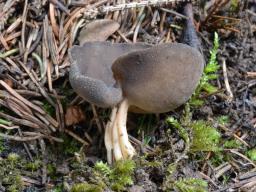 Helvella solitaria