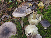 Tricholoma portentosum