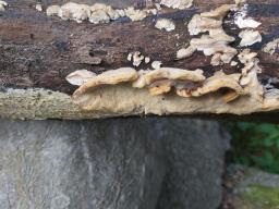 Trametes ochracea