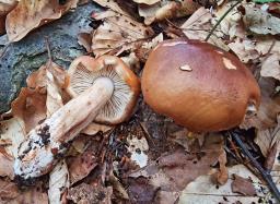Tricholoma ustale