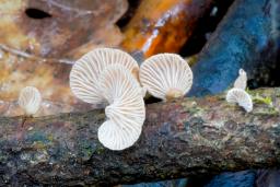 Panellus violaceofulvus