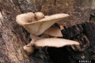 Pleurotus ostreatus