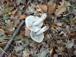 Tricholoma bresadolanum